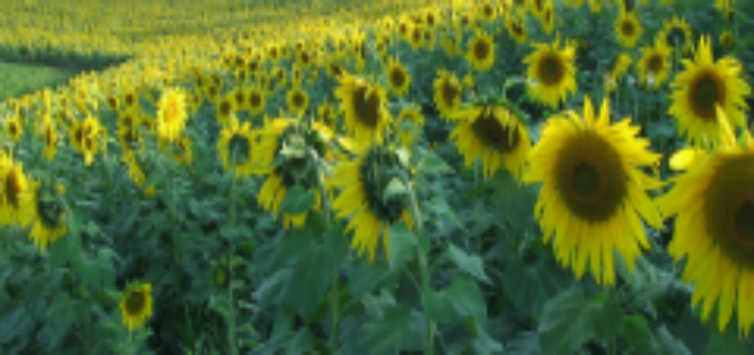 BASALTS APPLICATIONS