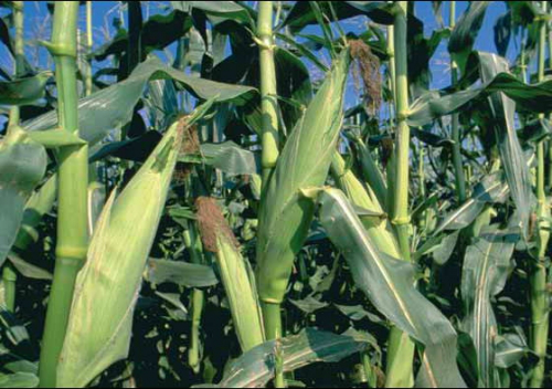 RENTABILIDADE AGRCOLA