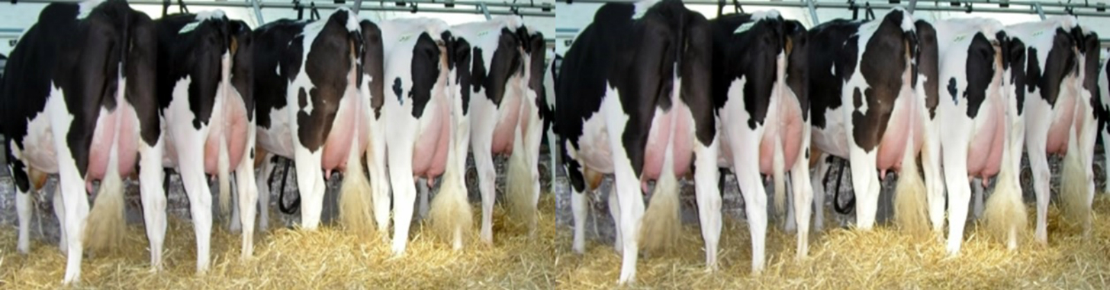 A PRODUO E INDUSTRIALIZAO DO LEITE